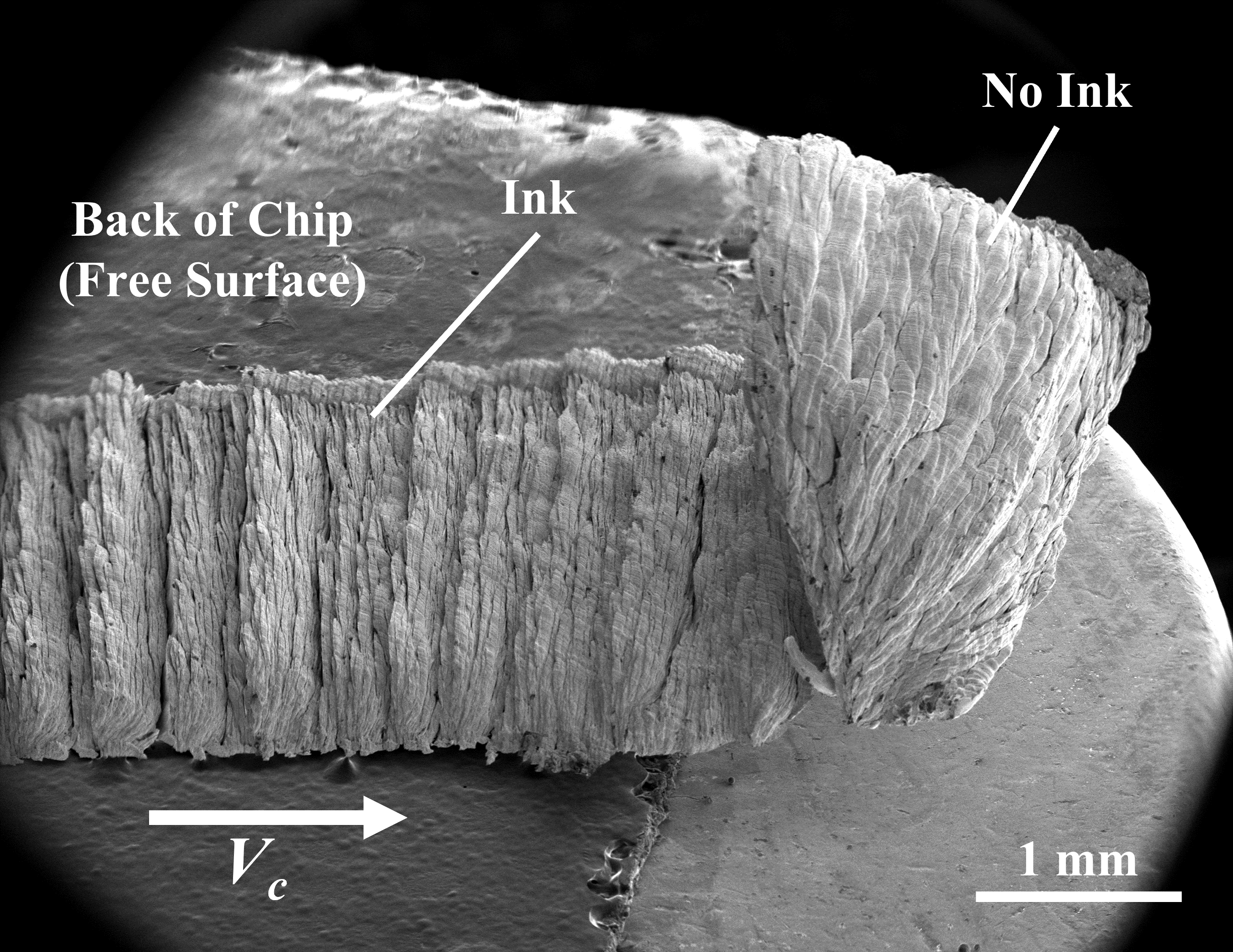 Figure 1: SEM image of chip (free surface of chip) produced by cutting Ta workpiece that is coated with an ink medium only along part of its cutting length. The initial part of the cutting length is uncoated. The non-inked region shows a very thick chip (~34-fold thickening), with mushroom-like free- surface morphology, formed by sinuous ﬂow and folding. In contrast, the chip from the inked-region is quite thin (~5-fold thickening) and forms by seg-mentation ﬂow. Cutting parameters: α = 10◦, h0 = 50 μm, V0 = 2 mm/s.